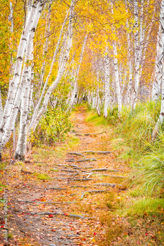 Schilderij op canvas Acadia Sieur de Monts Spring Trail - White Birch Trees Fall - Acadia National Pa