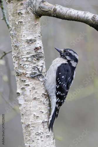 Downy woodpecker bird