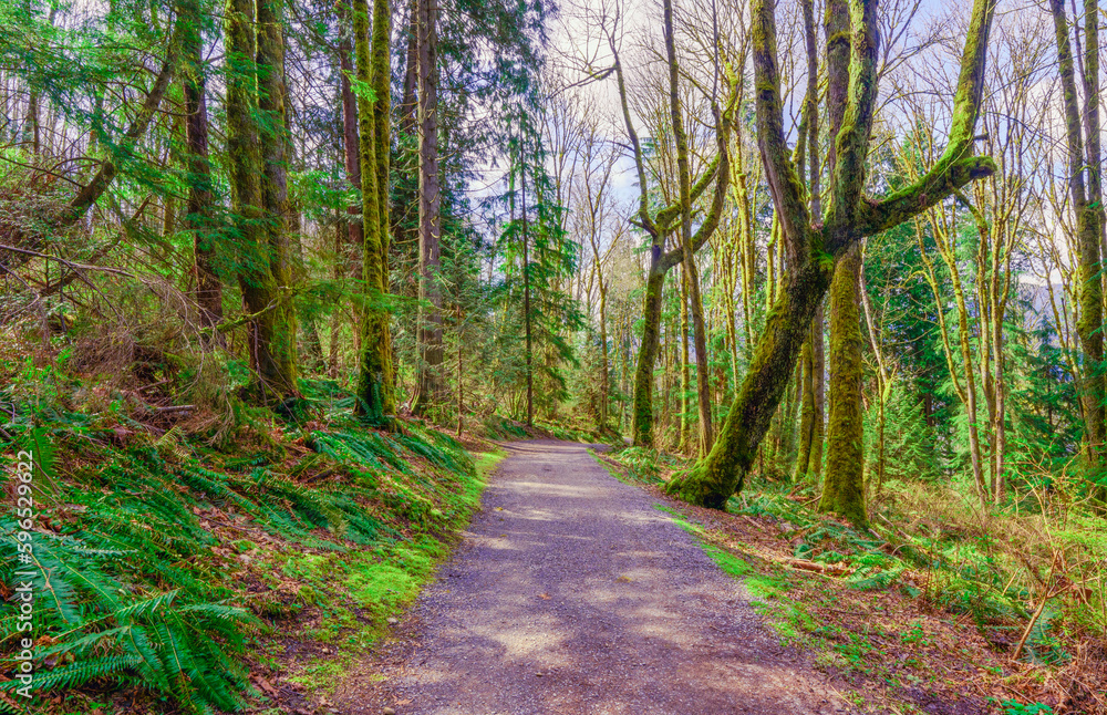moss-covered trees on a BC urban forest trail in early Spring. moss-covered trees on a BC urban forest trail in early Spring.