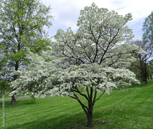 A beautiful white flowering dogwood tree in spring in the public gardens of the Bellefontaine  cemetery in north St. Louis, Missouri 