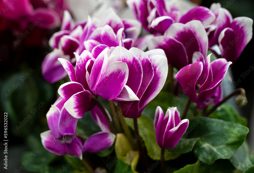 Floral background of purple Cyclamen flowers with a white edge in the natural soft light. The ornamental plants for decorating in the garden. Floral background of purple Cyclamen flowers with a white edge in the natural soft light. The ornamental plants for decorating in the garden.