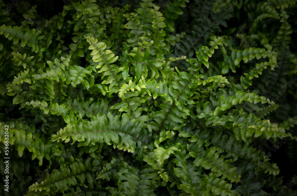 Selective focus on Boston fern, the beautiful green leaves with light and shadow on a dark background. The ornamental plants for decorating in the garden. Selective focus on Boston fern, the beautiful green leaves with light and shadow on a dark background. The ornamental plants for decorating in the garden.