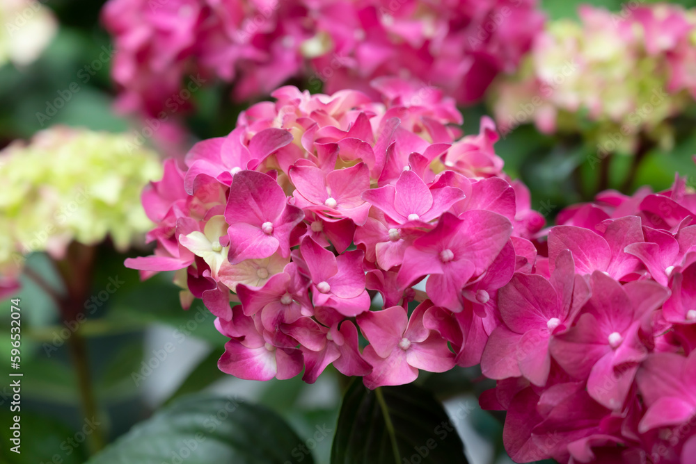 Close-up of purple-red Hydrangea bouquet flowers blooming in the garden. The ornamental flowers for decorating in the garden. Close-up of purple-red Hydrangea bouquet flowers blooming in the garden. The ornamental flowers for decorating in the garden.