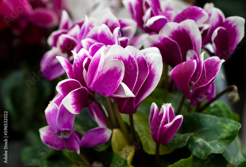 Floral background of purple Cyclamen flowers with a white edge in the natural soft light. The ornamental plants for decorating in the garden.