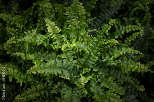 Selective focus on Boston fern  the beautiful green leaves with light and shadow on a dark background. The ornamental plants for decorating in the garden.