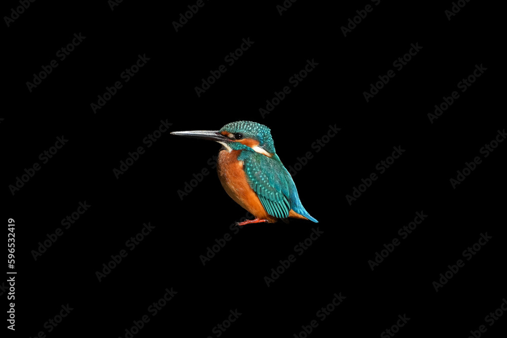 Fototapeta premium Male Common Kingfisher perching image with black background.