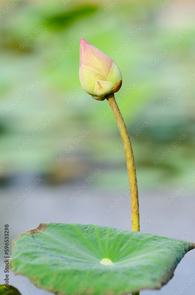A Lotus Bud in the Morning Sun A Lotus Bud in the Morning Sun