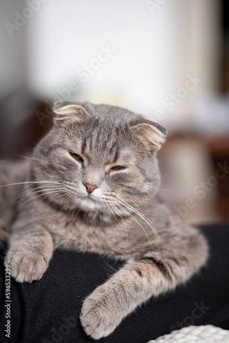 Beautiful striped gray cat. A domestic cat is lying on the sofa. A cat in a home interior. Image for veterinary clinics, websites about cats. selective focus