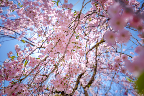 桜と青空