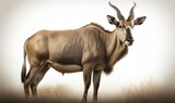 photo of eland (genus Taurotragus) on white background. Generative AI