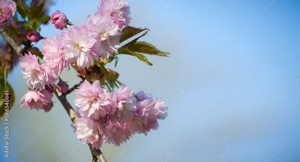 Spring banner with branches of blossoming sakura Spring banner with branches of blossoming sakura