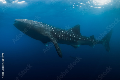 Whale shark is a biggest fish in the ocean. Giant shark © artifirsov