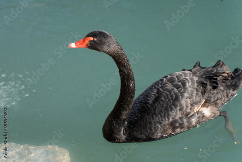 The elegant and elegant swimming of black swans in the water