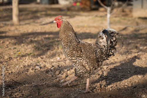 chicken hen free range chicken poultry