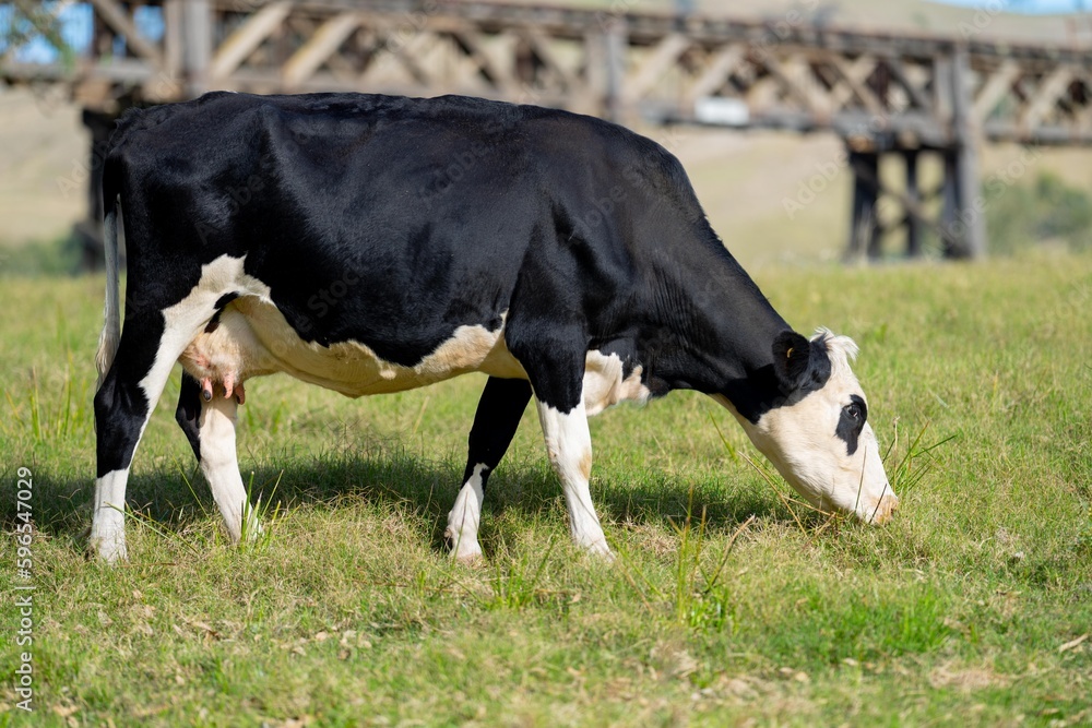 Fat Beef cows grazing on native grasses in a field on a farm practicing regenerative agriculture in Australia Fat Beef cows grazing on native grasses in a field on a farm practicing regenerative agriculture in Australia