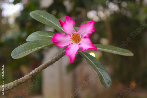beautiful photos of adenium flowers in the morning