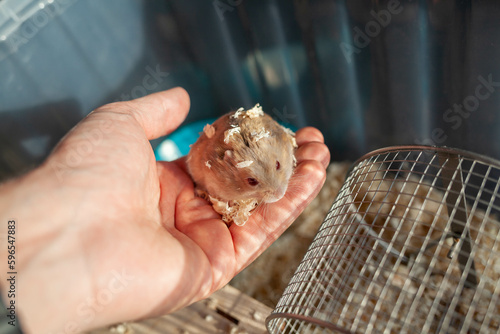 A cute Syrian hamster in a box comes out of his house begging for pet food. The cage is filled with sawdust and there is a wheel, a drinking bowl, and a house for a hamster.
