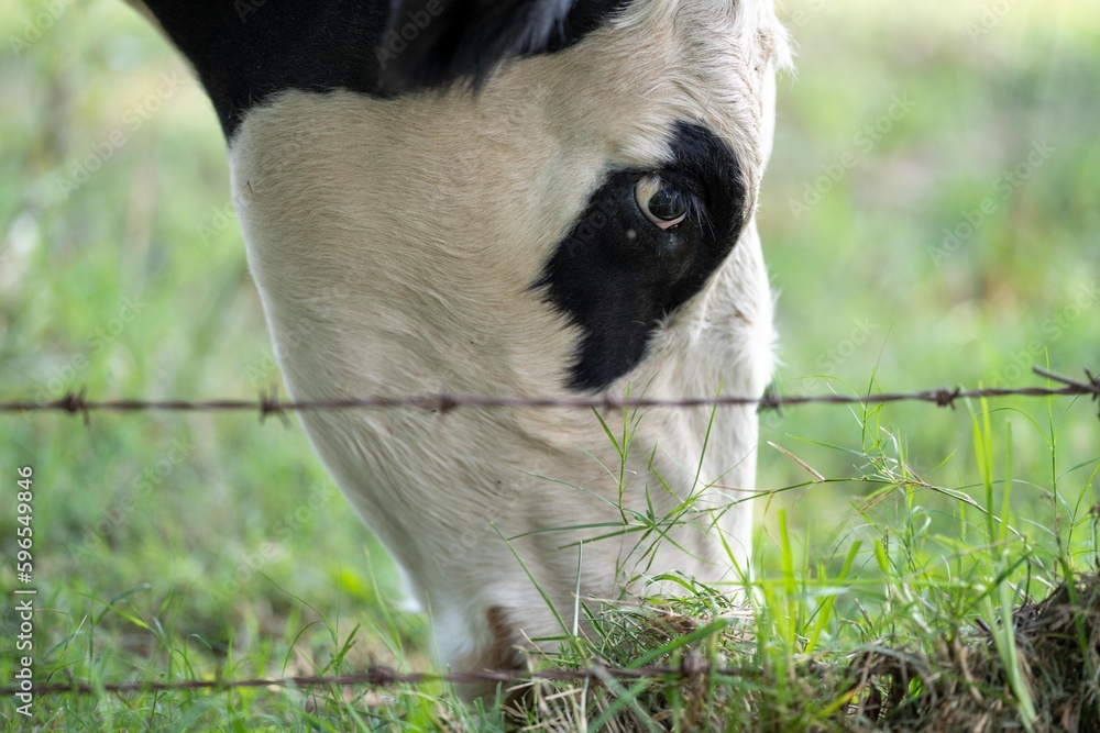 Beef cows grazing on pasture in a field on a farm Beef cows grazing on pasture in a field on a farm