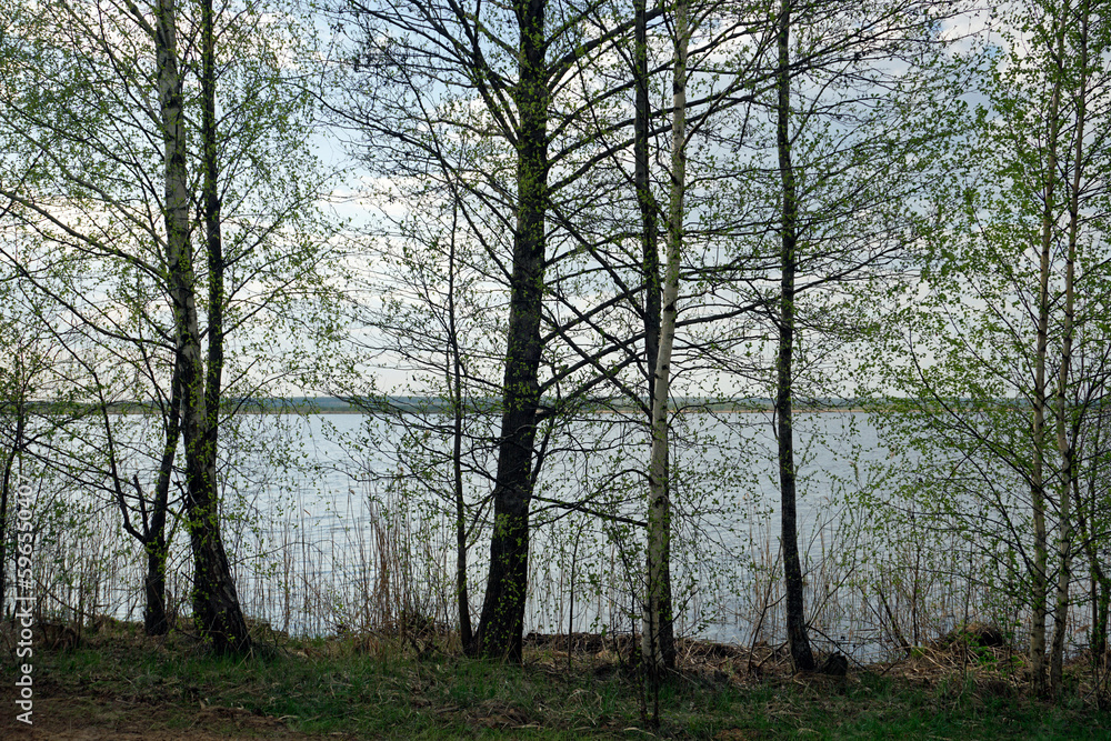 Silhouettes of trees against the backdrop of a view of the blue sky and water in the Berezinsky Reserve on the shore of Lake Plavno. Quiet and windless. Spring. April.