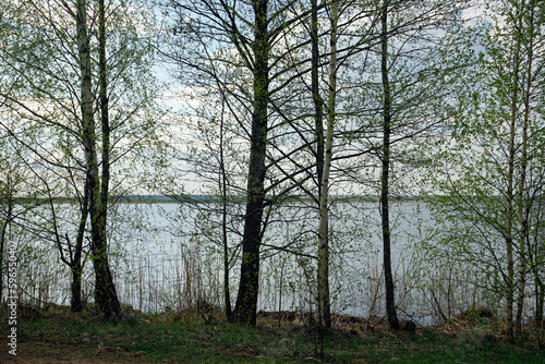 Silhouettes of trees against the backdrop of a view of the blue sky and water in the Berezinsky Reserve on the shore of Lake Plavno. Quiet and windless. Spring. April.