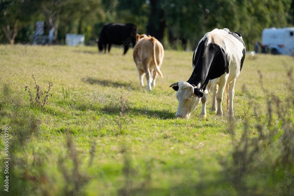 Beef cows grazing on pasture in a field on a farm Beef cows grazing on pasture in a field on a farm