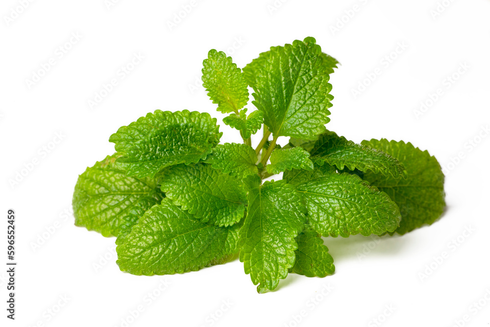 Fresh melissa officinalis isolated on white background.