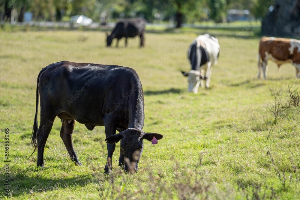 Beef cows grazing on pasture in a field on a farm