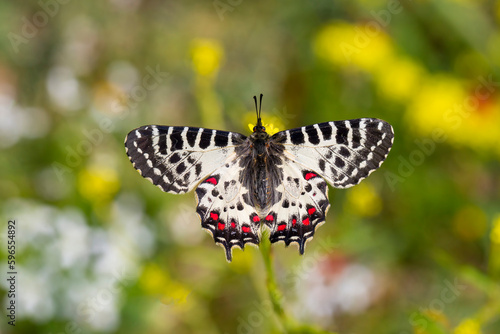 Photos Forest Scalloped butterfly (Zerynthia cerisyi) on a plant