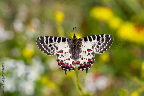 Fototapeta Forest Scalloped butterfly (Zerynthia cerisyi) on a plant