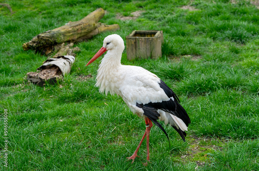 Fototapeta premium white stork ciconia in the grass