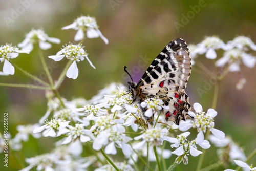 Butterfly on Tordylium apulum plant. butterfly; Allancastria cerisyi - Forest Festoon - Eastern Festoon photo