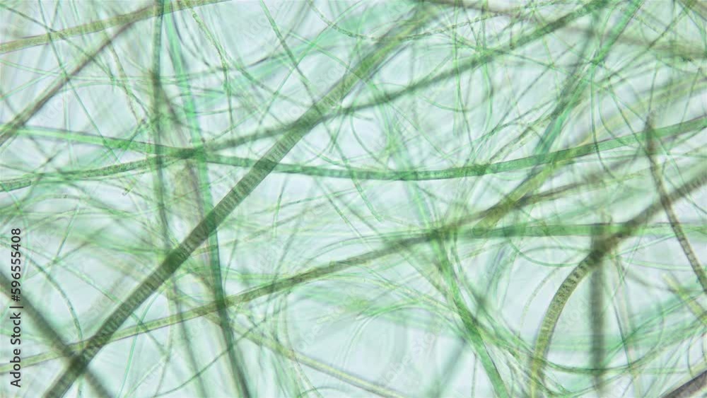 Movement of Cyanobacteria and Chlorobia under a microscope, domain ...