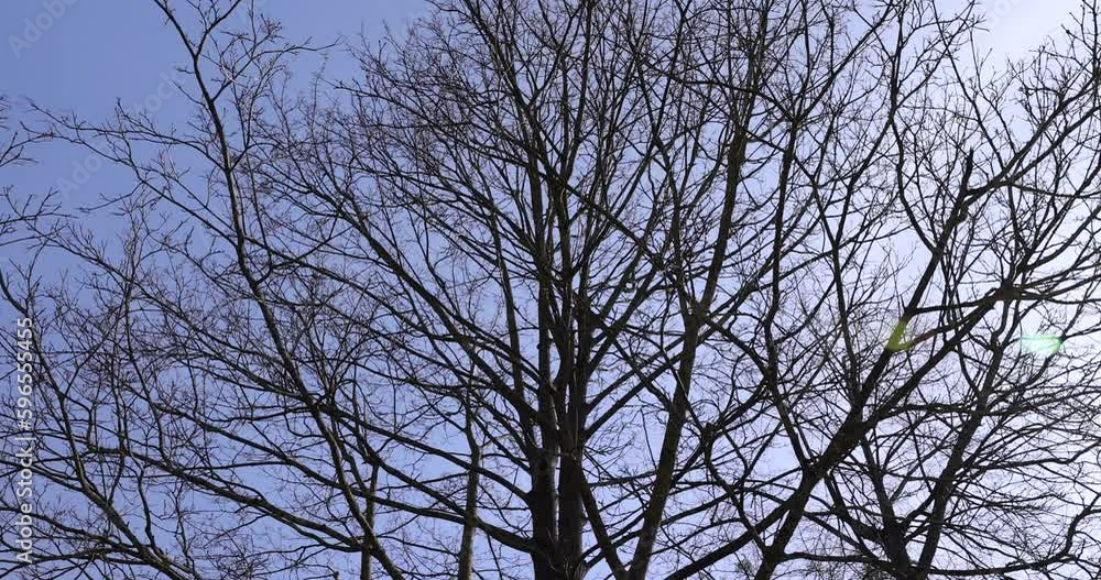 Bare trees in sunny spring weather, bare deciduous trees without foliage on a bright sunny day in spring