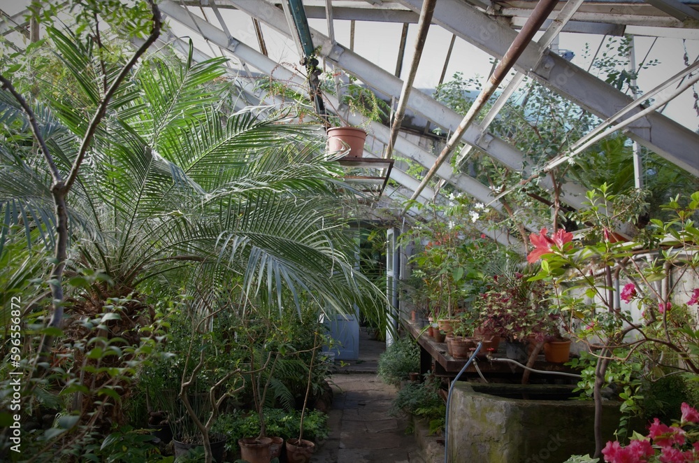 Tropical plants grow indoors