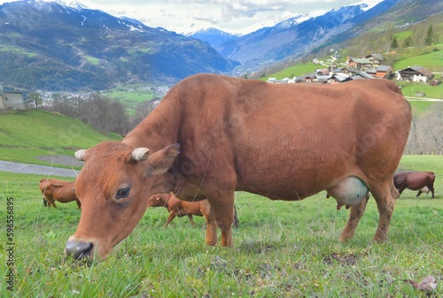 alpine brown milk cow grazing with lvillage and mountain background