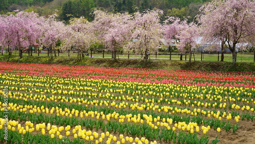 Wallpaper Mural It’s spring now so the flowers should bloom soon Torontodigital.ca