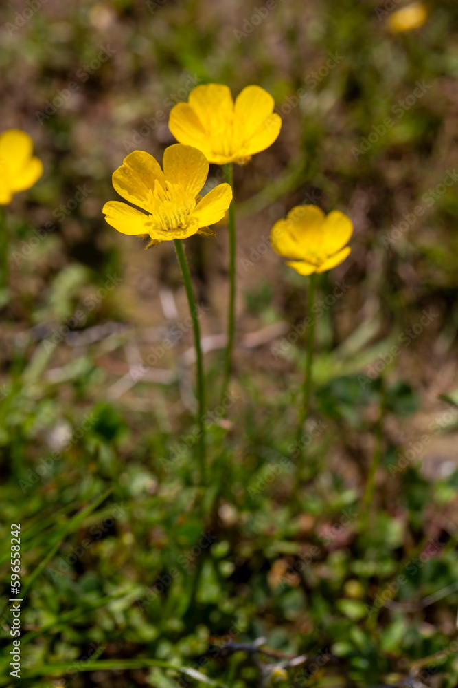Ranunculus paludosus, Jersey buttercup. Plant shot in the spring. Ranunculus paludosus, Jersey buttercup. Plant shot in the spring.