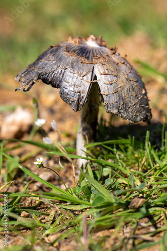 A wild mushroom species in ...