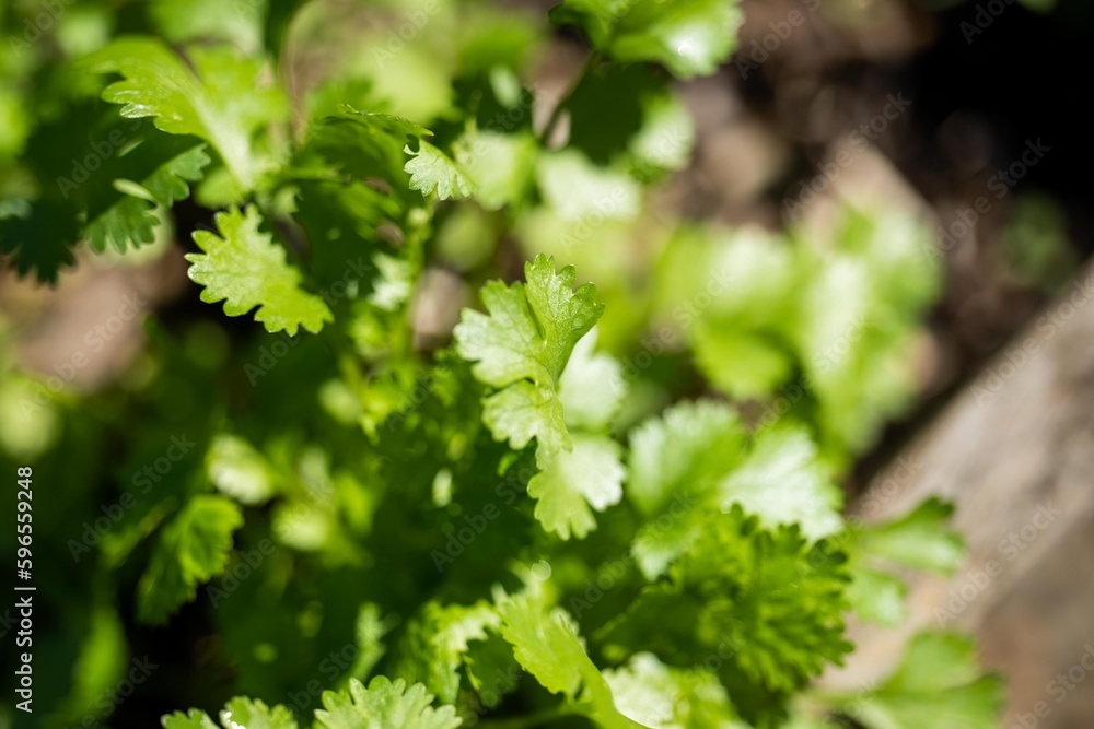 vegetable garden growing plants in the backyard of a house vegetable garden growing plants in the backyard of a house