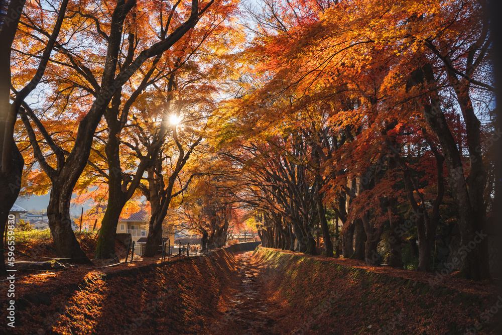 Beautiful romantic way in the park with the maple golden fall leaf and maple trees at the Japan in autumn season, the colorful day in autumn season around the road at park.