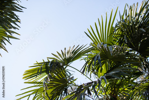 Green palm leaves against the blue sky  tropical paradise background.