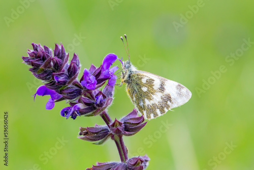 A beautiful butterfly on th...