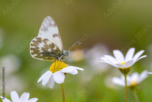 A beautiful butterfly on th...