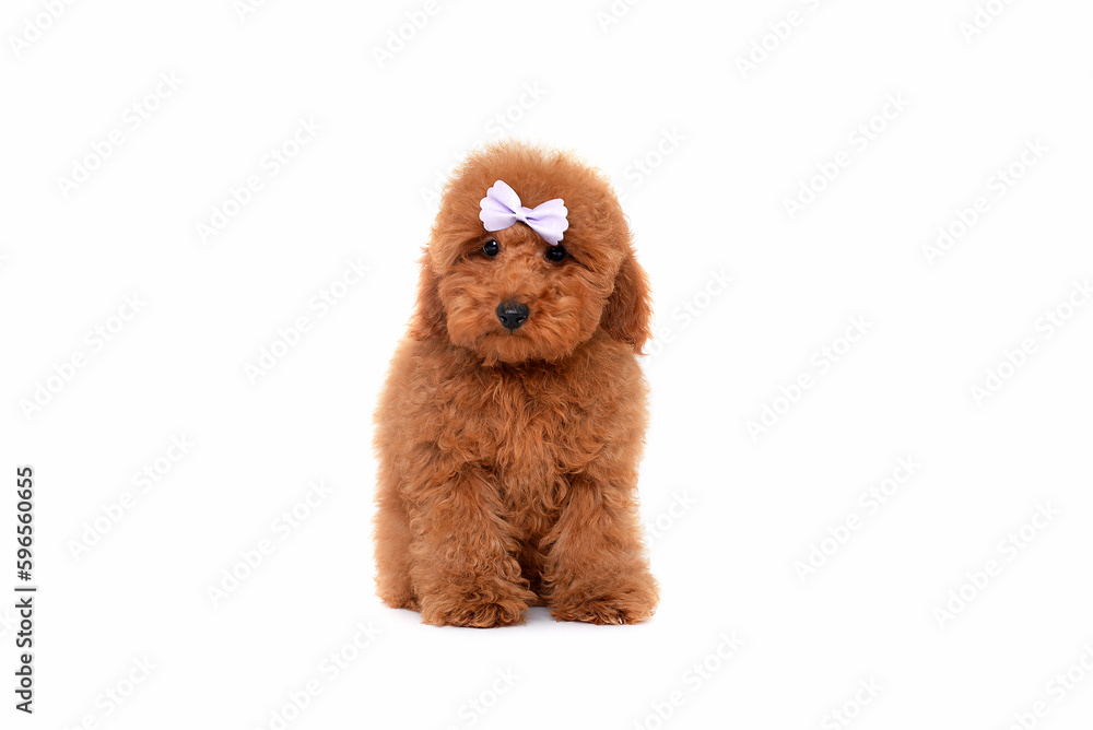 Red Toy Poodle puppy lying on white background, studio shot on a white background Red Toy Poodle puppy lying on white background, studio shot on a white background