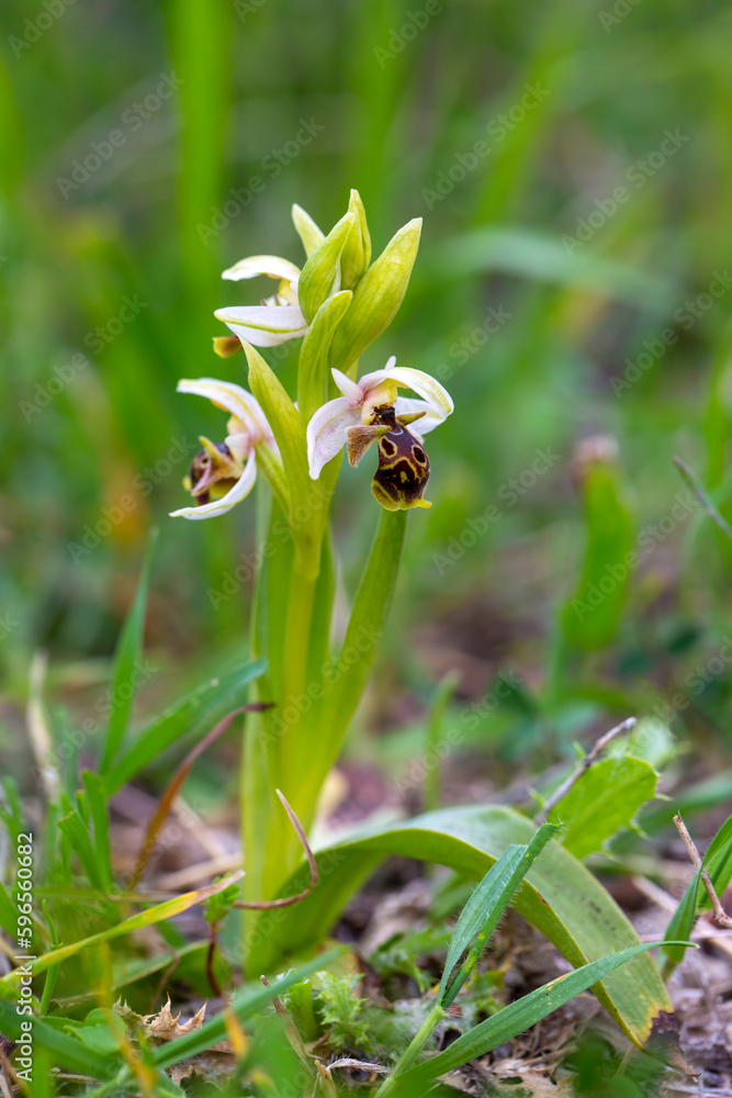 Wild orchid; scientific name; Ophrys minutula Wild orchid; scientific name; Ophrys minutula
