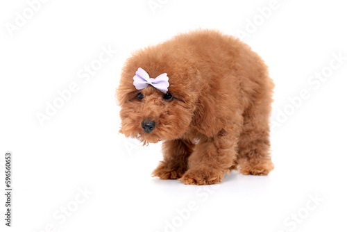 Red Toy Poodle puppy lying on white background, studio shot on a white background