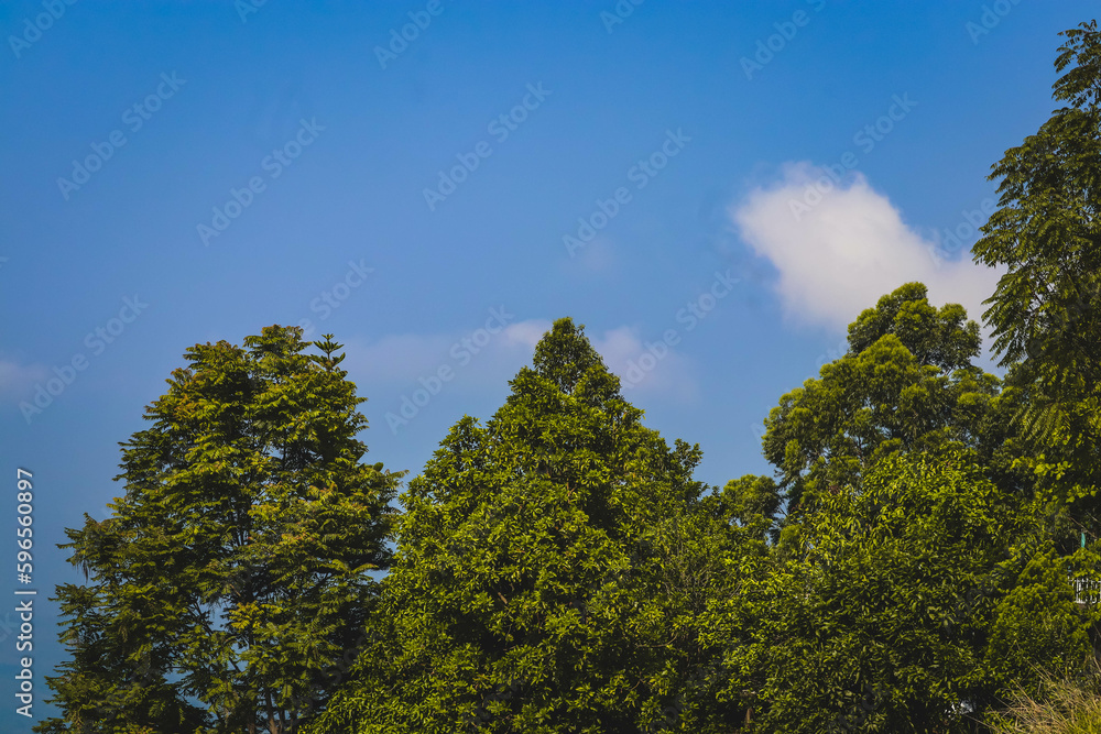 High mountain in the morning time. Green Trees in the Mountain. Beautiful natural landscape High mountain in the morning time. Green Trees in the Mountain. Beautiful natural landscape