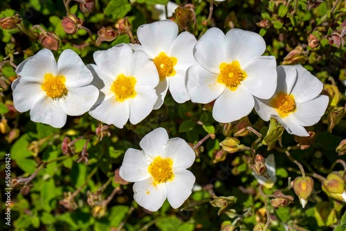 Laden; It is a plant species with white or pink flowers that make up the Cistus genus of the Cistaceae family.