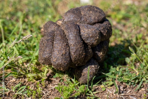 Horse excrement in nature c...