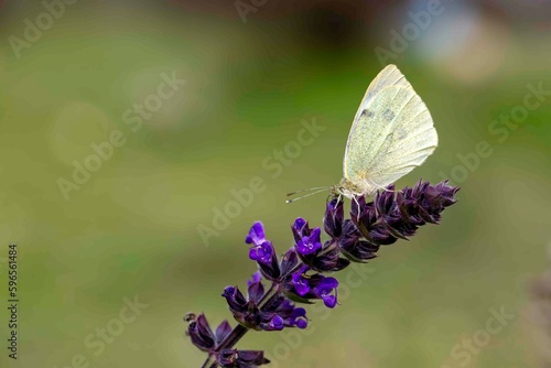 A white butterfly on a flow...